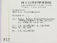 小皮傘屬藏品圖，第2張