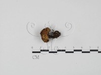 登錄號:F0001756藏品圖，第1張