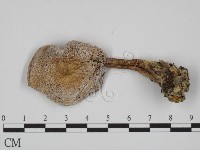 登錄號:F0001758藏品圖，第1張