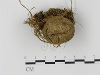 登錄號:F0001760藏品圖，第1張
