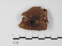 登錄號:F0001761藏品圖，第1張