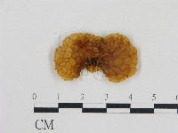 登錄號:F0001763藏品圖，第1張