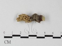登錄號:F0001765藏品圖，第1張