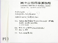 毛木耳藏品圖，第2張