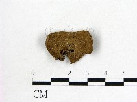毛木耳藏品圖，第3張