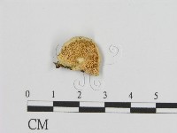 登錄號:F0001769藏品圖，第3張