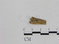 登錄號:F0001770藏品圖，第1張