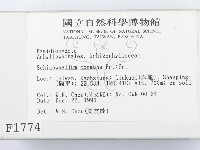 裂褶菌藏品圖，第2張