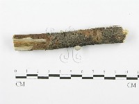 裂褶菌藏品圖，第3張