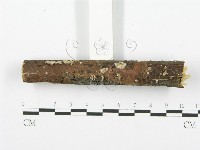 裂褶菌藏品圖，第4張