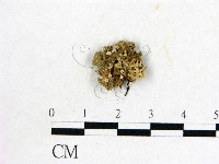 登錄號:F0001777藏品圖，第1張
