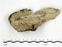 登錄號:F0001778藏品圖，第1張