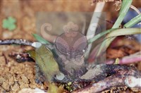 登錄號:F0001780藏品圖，第4張