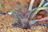 登錄號:F0001780藏品圖，第5張