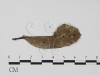 登錄號:F0001782藏品圖，第1張