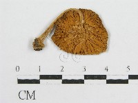 登錄號:F0001784藏品圖，第1張