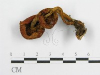 登錄號:F0001787藏品圖，第1張