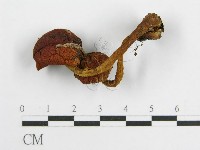 登錄號:F0001787藏品圖，第3張