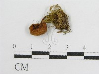 登錄號:F0001788藏品圖，第1張