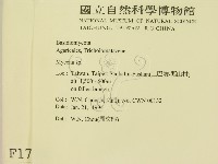 小菇屬藏品圖，第2張