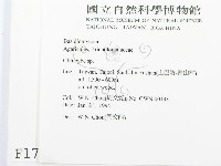 杯傘屬藏品圖，第2張