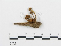 杯傘屬藏品圖，第1張