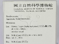 小菇屬藏品圖，第2張