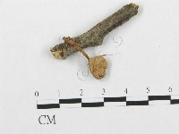 登錄號:F0001793藏品圖，第1張