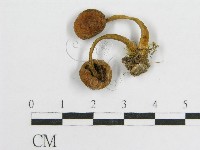 登錄號:F0001794藏品圖，第3張