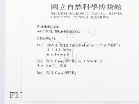 杯傘屬藏品圖，第2張