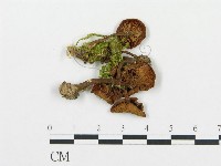 杯傘屬藏品圖，第1張