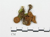 杯傘屬藏品圖，第3張