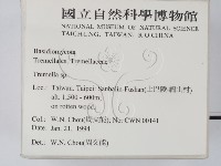 銀耳屬藏品圖，第2張