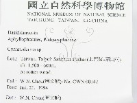 波邊革菌屬藏品圖，第2張