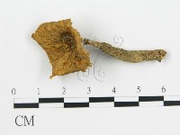 波邊革菌屬藏品圖，第1張