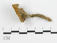 波邊革菌屬藏品圖，第3張