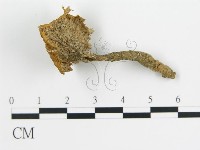 波邊革菌屬藏品圖，第4張