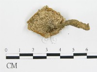 波邊革菌屬藏品圖，第5張