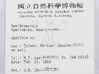 傘菌屬藏品圖，第2張
