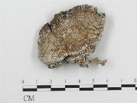 傘菌屬藏品圖，第1張
