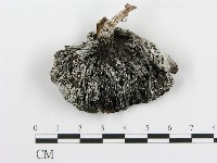 傘菌屬藏品圖，第3張