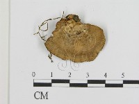 登錄號:F0001812藏品圖，第1張