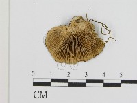 登錄號:F0001812藏品圖，第3張