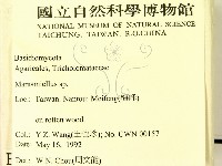 微皮傘屬藏品圖，第2張