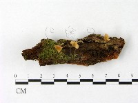 微皮傘屬藏品圖，第1張