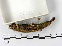 微皮傘屬藏品圖，第3張