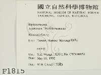 微皮傘屬藏品圖，第2張