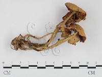 微皮傘屬藏品圖，第3張