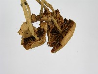 微皮傘屬藏品圖，第4張