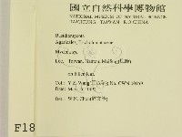 小菇屬藏品圖，第2張